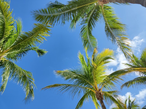 Under the palm trees and blue sky