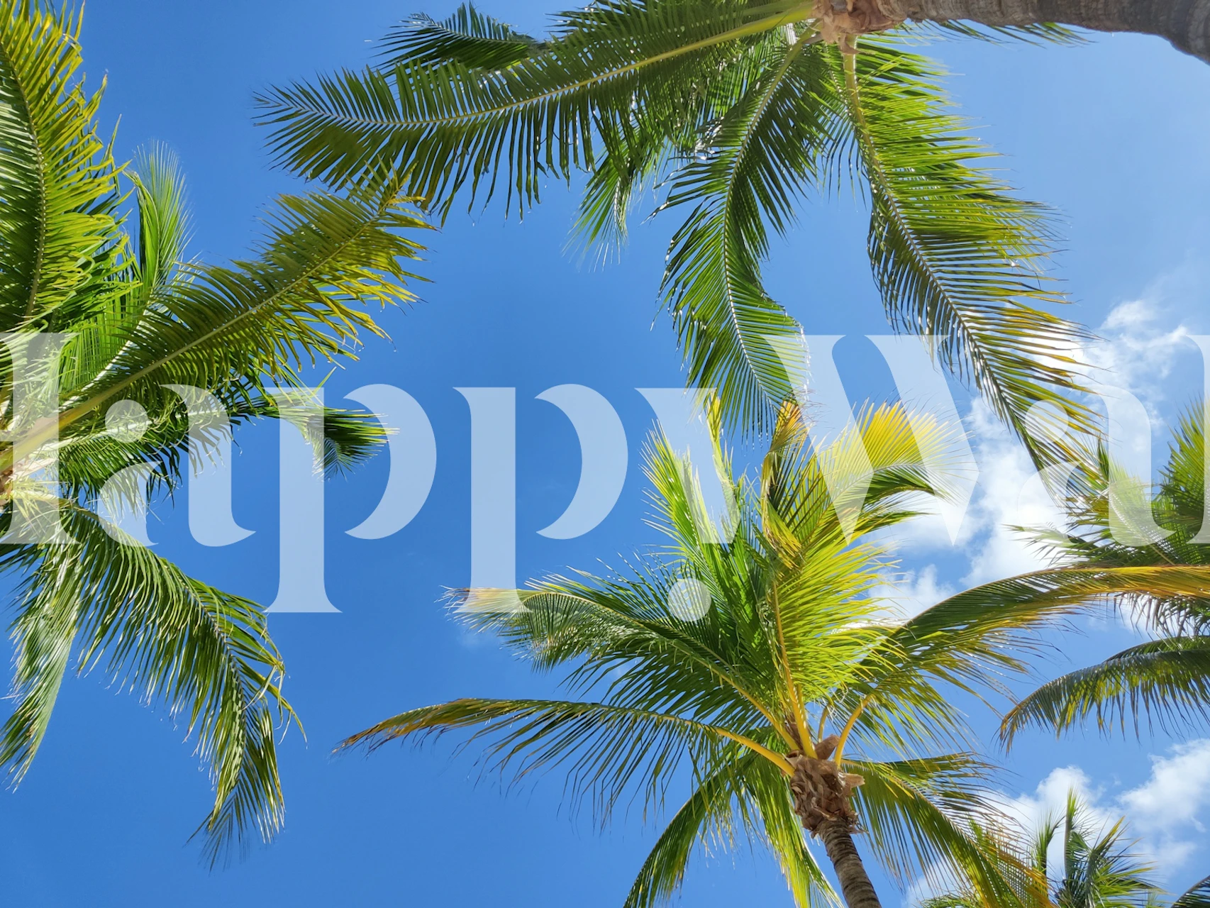 Tropical wallpaper with palm trees and blue sky