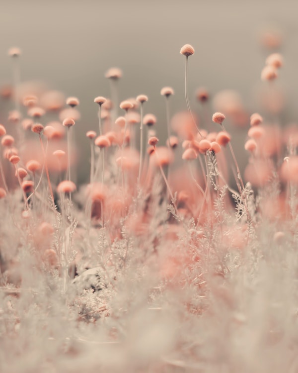 Flowers - Pink Wildflowers