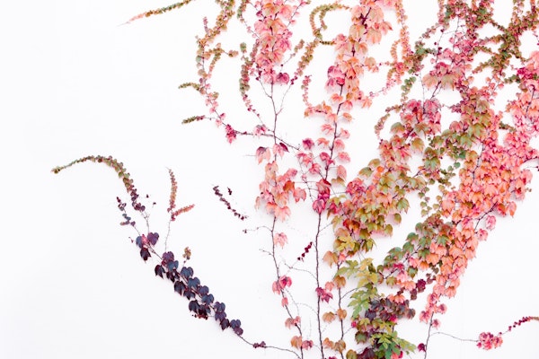 Leaves - Colourful Vines