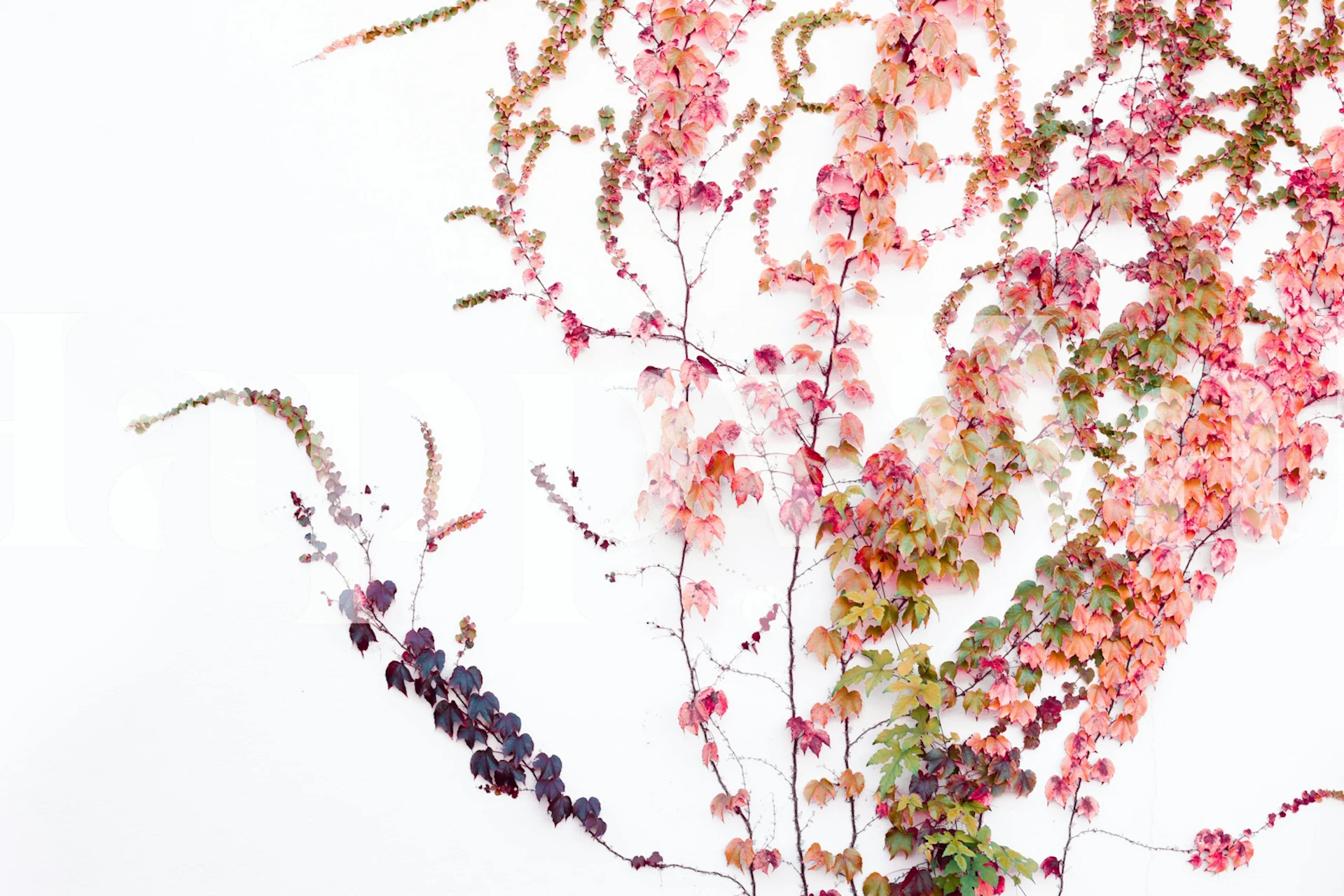 Buntes Blattdesign in Rosa, Grün und Schwarz auf weißem Hintergrund, Tapete