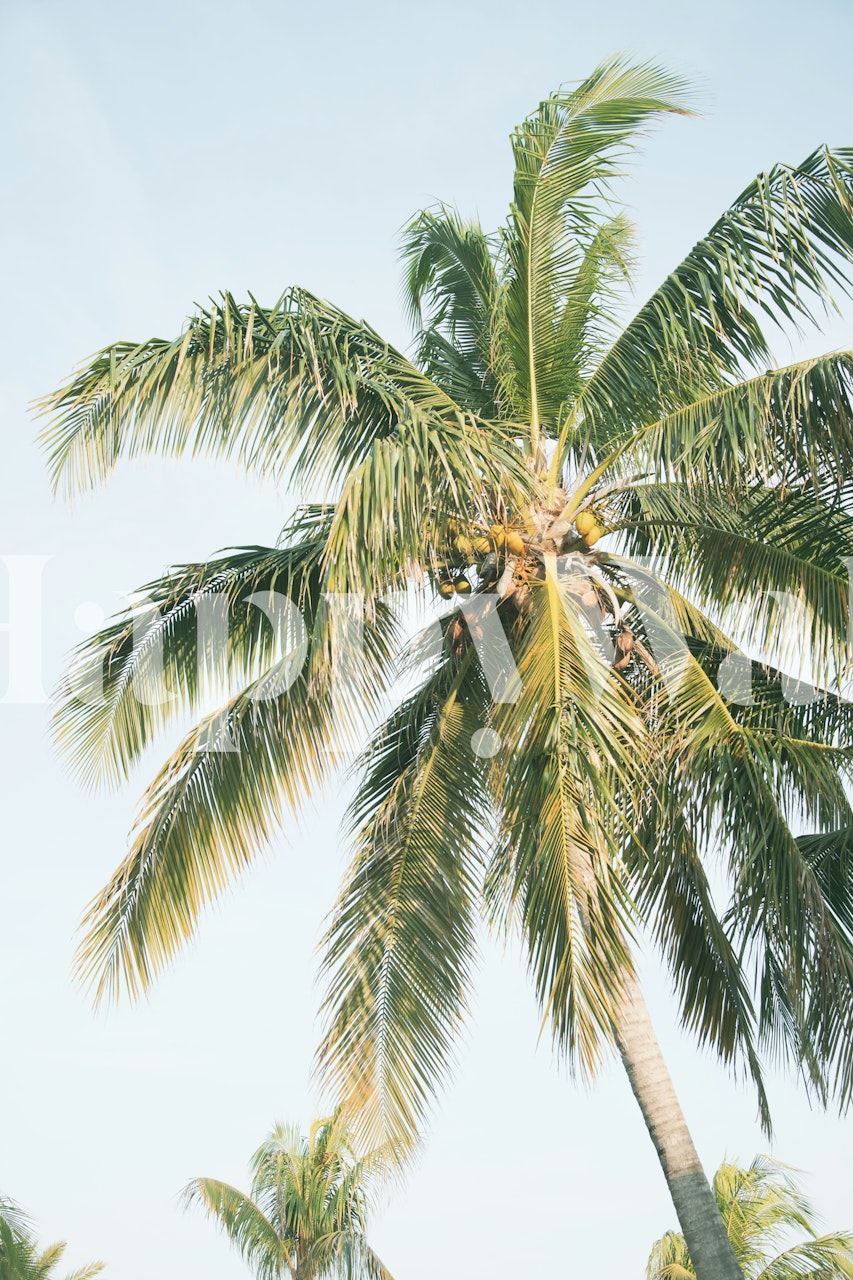 Papel de parede Palm tree em um quarto ensolarado