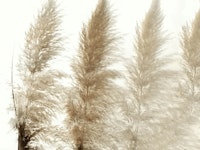 Light Pampas Grass Art ταπετσαρία