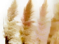Sunrise Pampas Grass ταπετσαρία