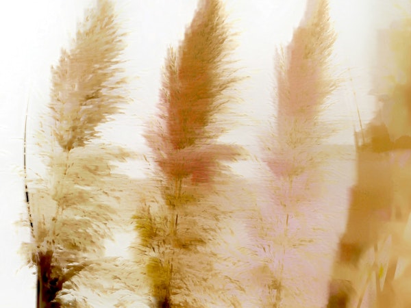 Sunrise Pampas Grass