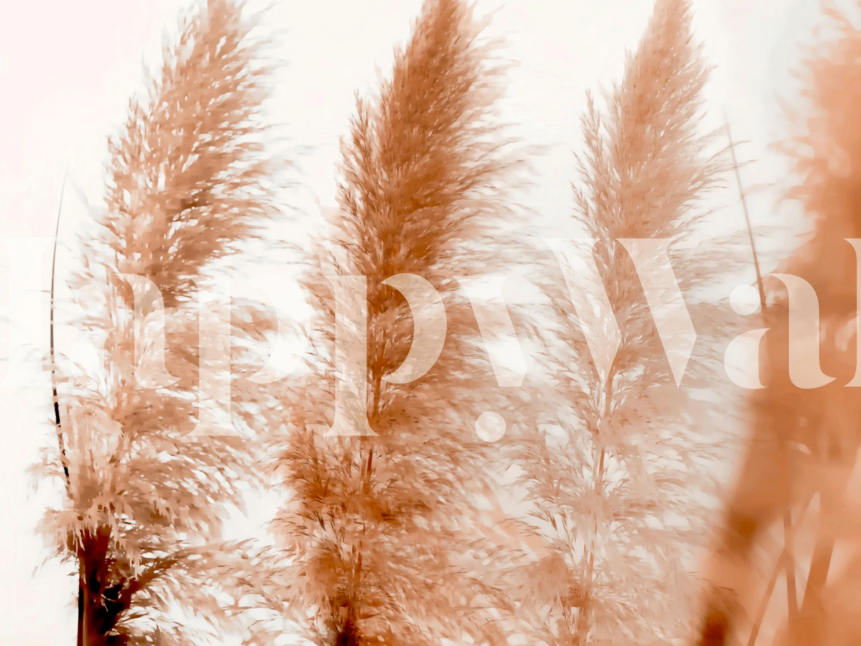 Papier peint Warm Pampas Grass dans une pièce