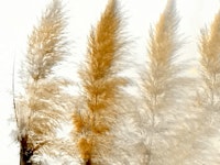 Sun Light Pampas Grass ταπετσαρία