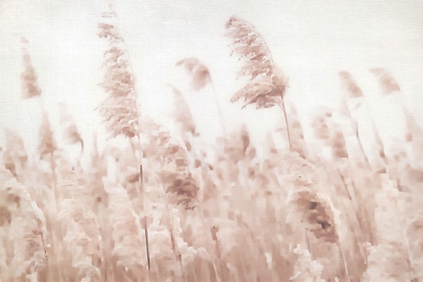 Pampas Grass on Soft Light Linen
