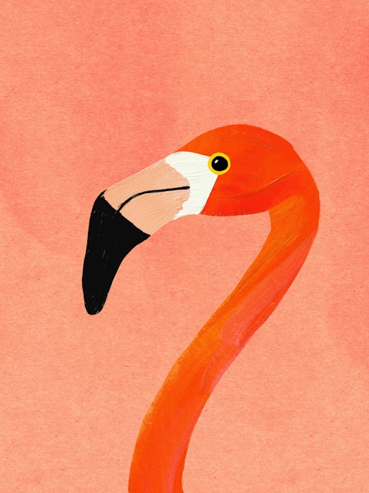 Flamingo