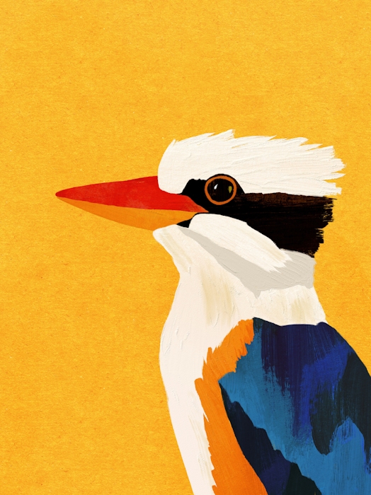 Kookaburra