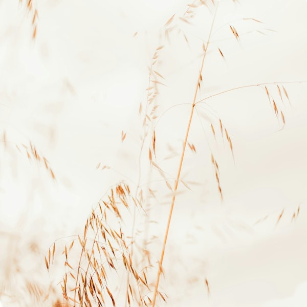 Grass - Meadow Wild Grasses