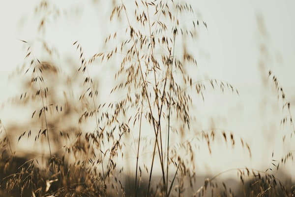 Grass - Long Grasses at Sunset