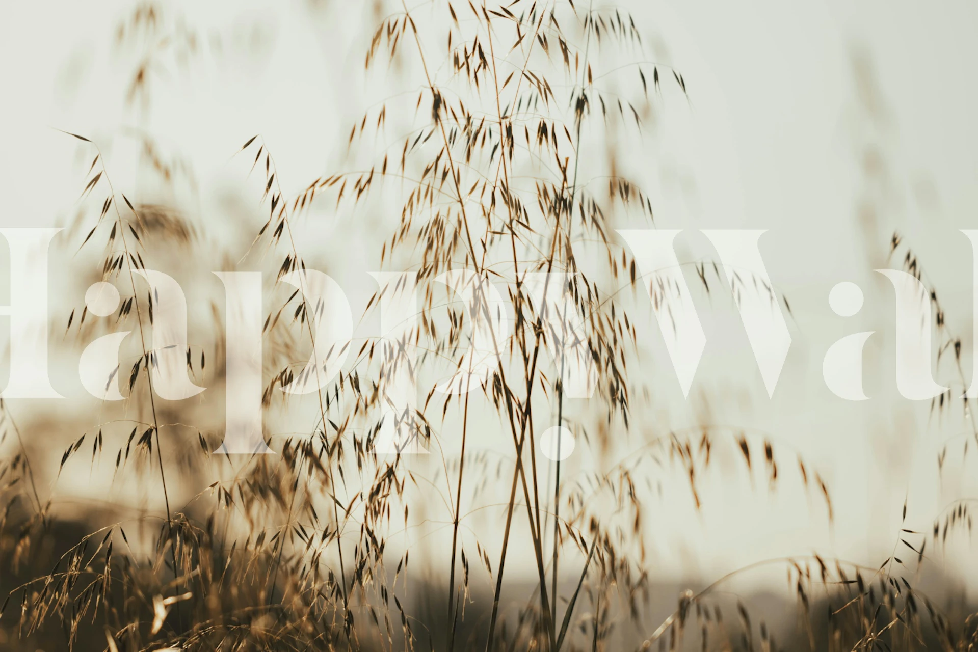 Wallpaper featuring long grasses at sunset
