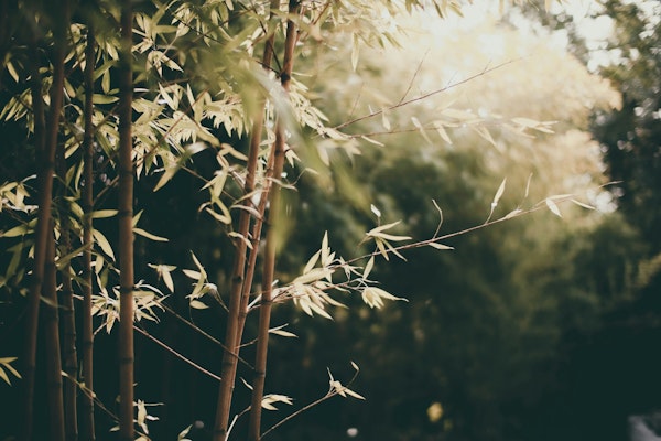 Bamboo Leaves in Emerald Green
