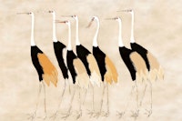 Neutral Japanese Cranes wallpaper