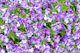 Colorful blue and violet pansy flowers.