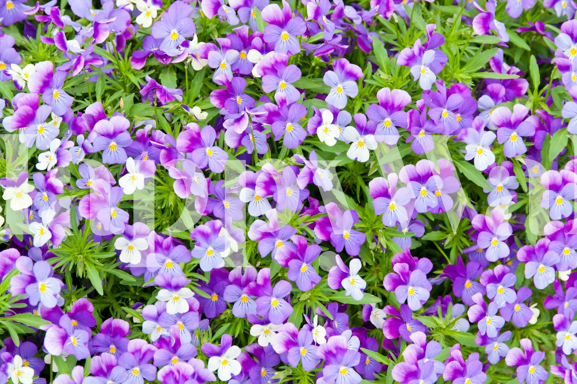 Blue and violet pansy flowers with green foliage wallpaper