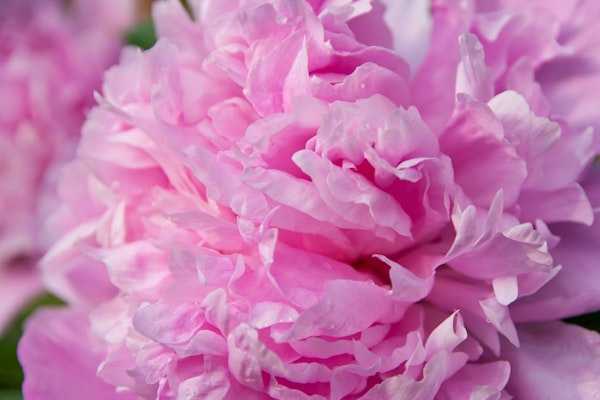 Fluffy pink peony flower.