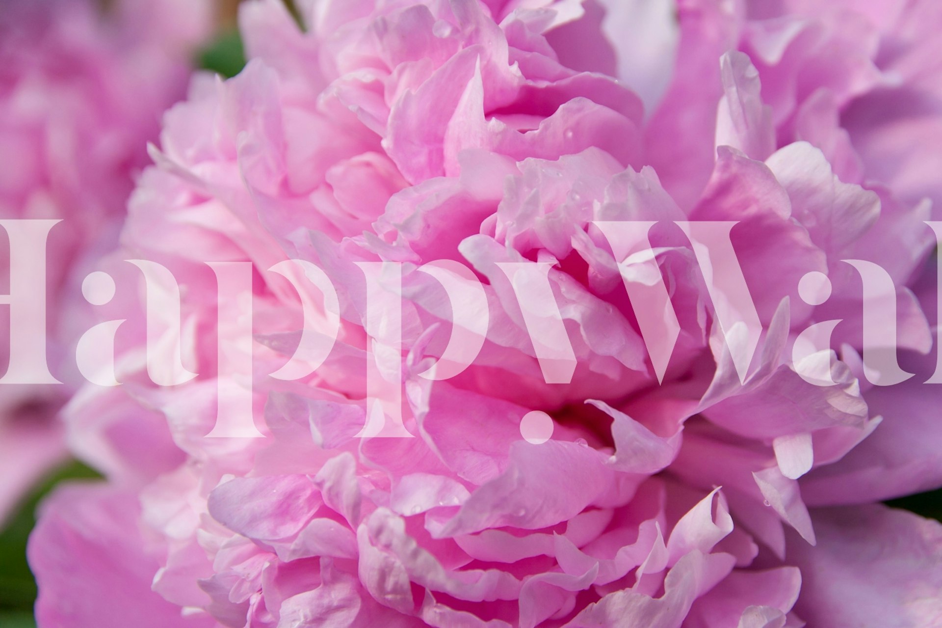 Tapeta Fluffy pink peony flower σε ένα δωμάτιο