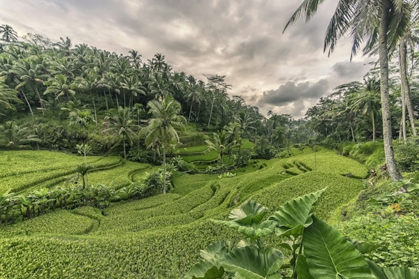Tegalalang Rice Terrace