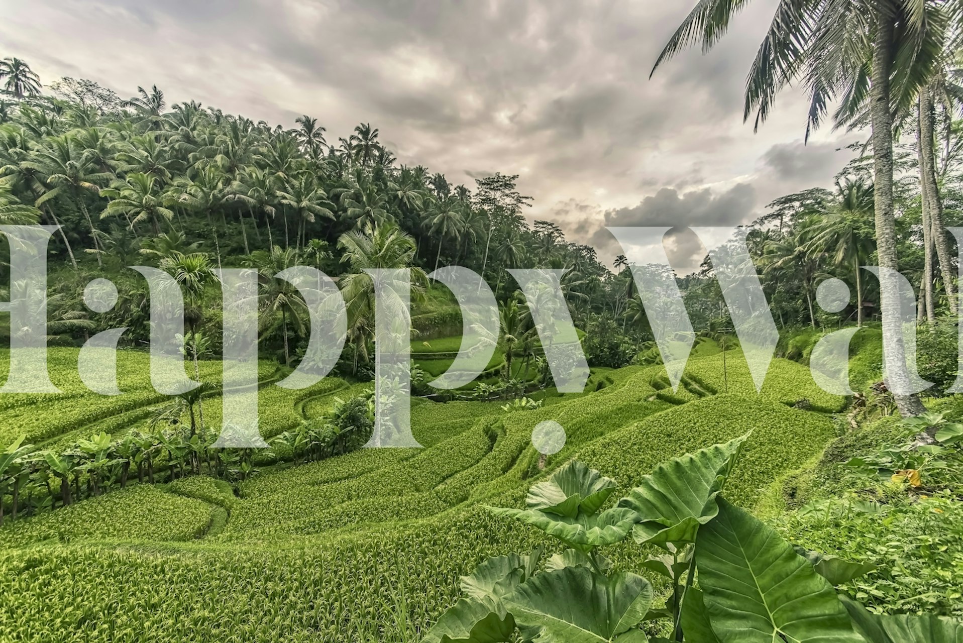 Lush rice terraces with green fields and palm trees wallpaper