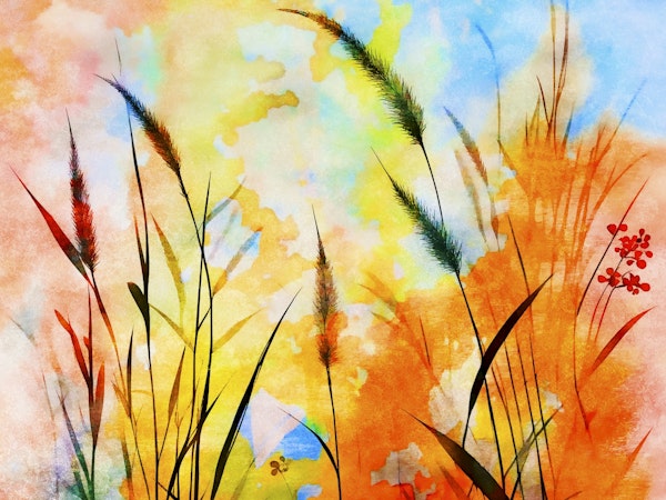 Dreamy Summer Meadow