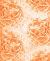 Orange Peonies Dream 1 tapete