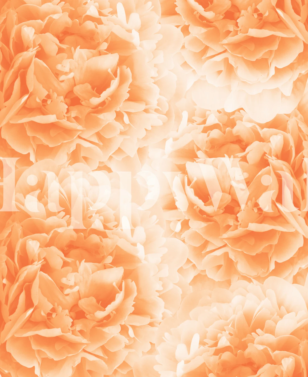 Lush orange peonies wall mural with detailed floral design