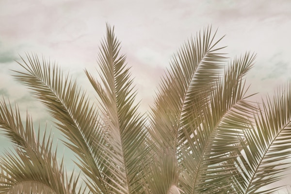 Dreamy Caribbean Palms 2