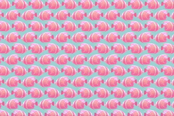 French Angelfish Dream Pattern 1