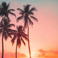 Palms on Sunset tapete