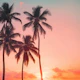 Palms on Sunset