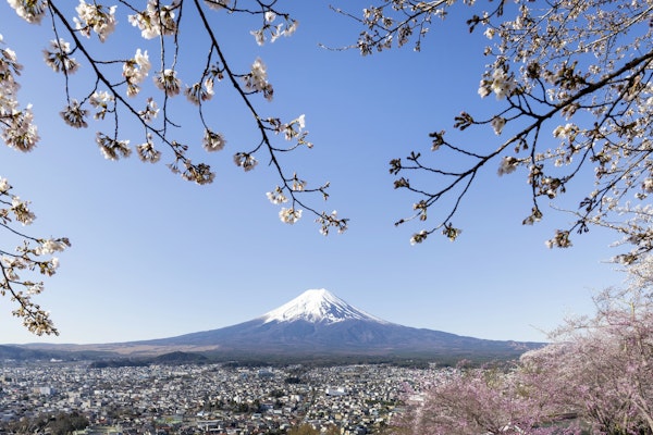View of Mount Fuji with cherry blossoms
