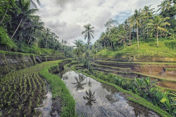 Ubud landscape