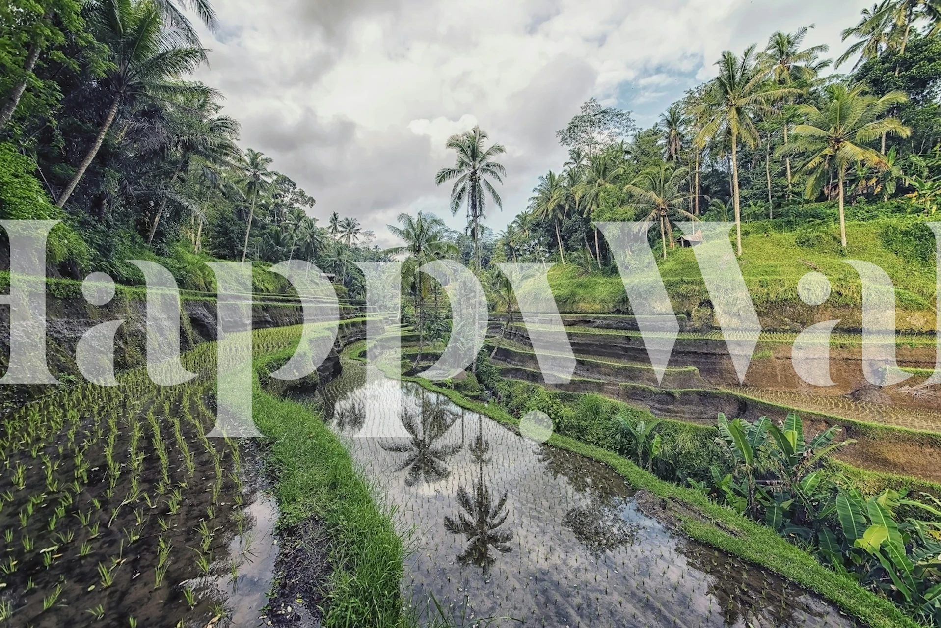 Papel de parede Ubud landscape em um quarto