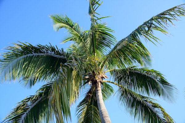 Summer Paradise Palm Tree 2