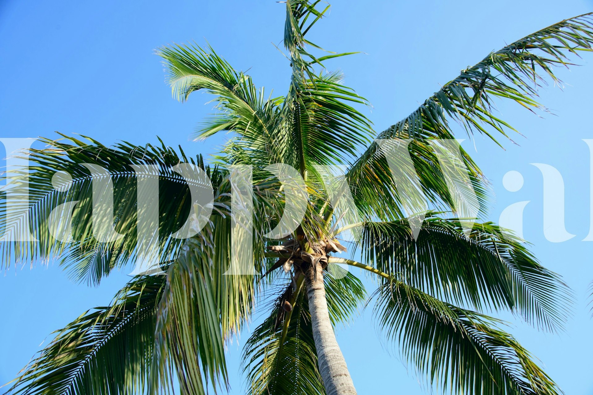 Summer Paradise Palm Tree tapeta v pokoji