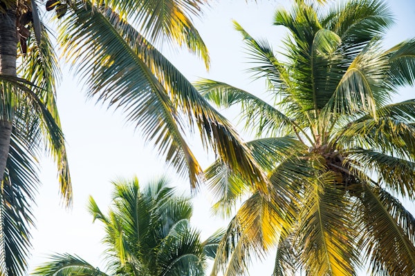 Caribbean Palms Jungle 1