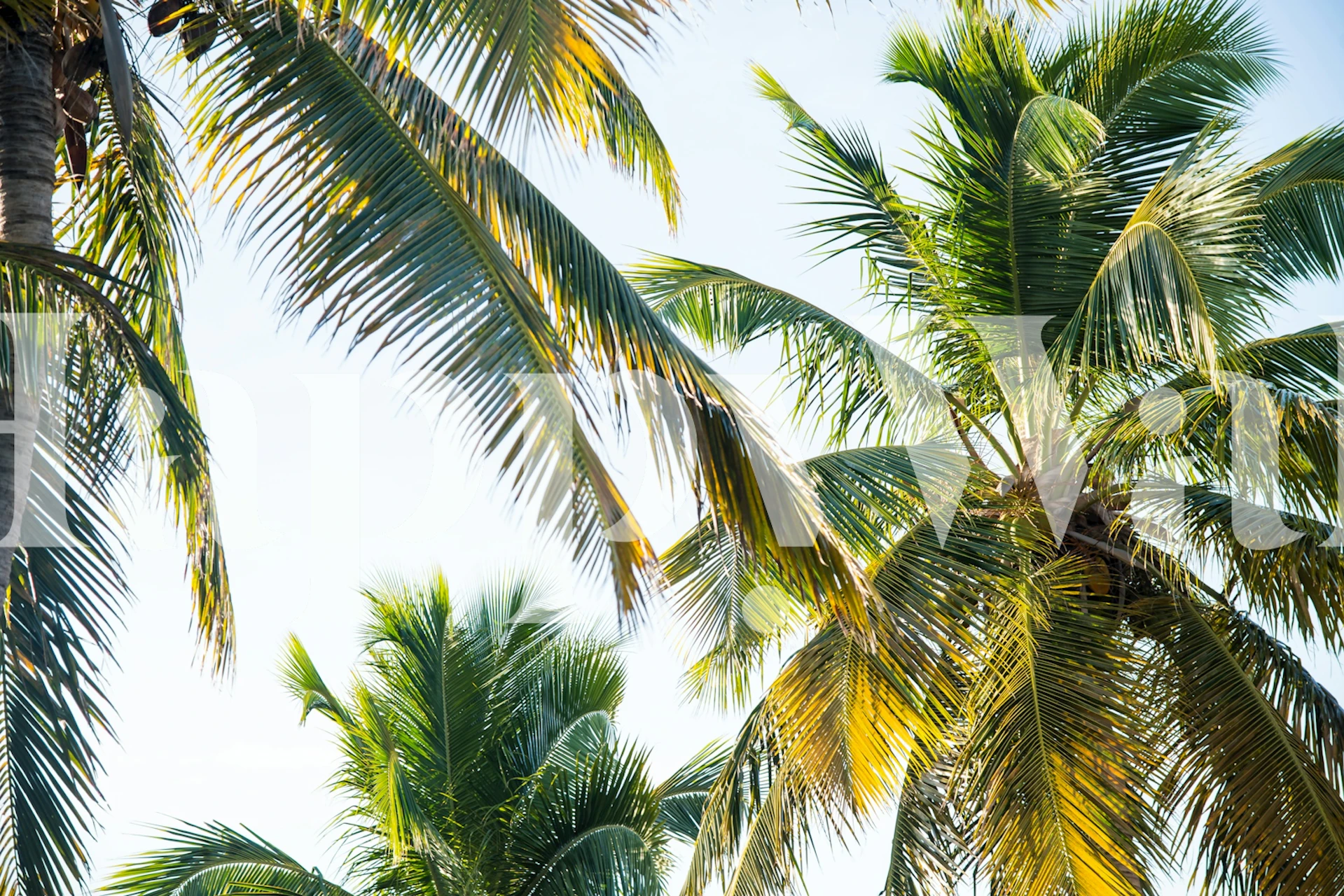 Caribbean palms wallpaper in a room setting