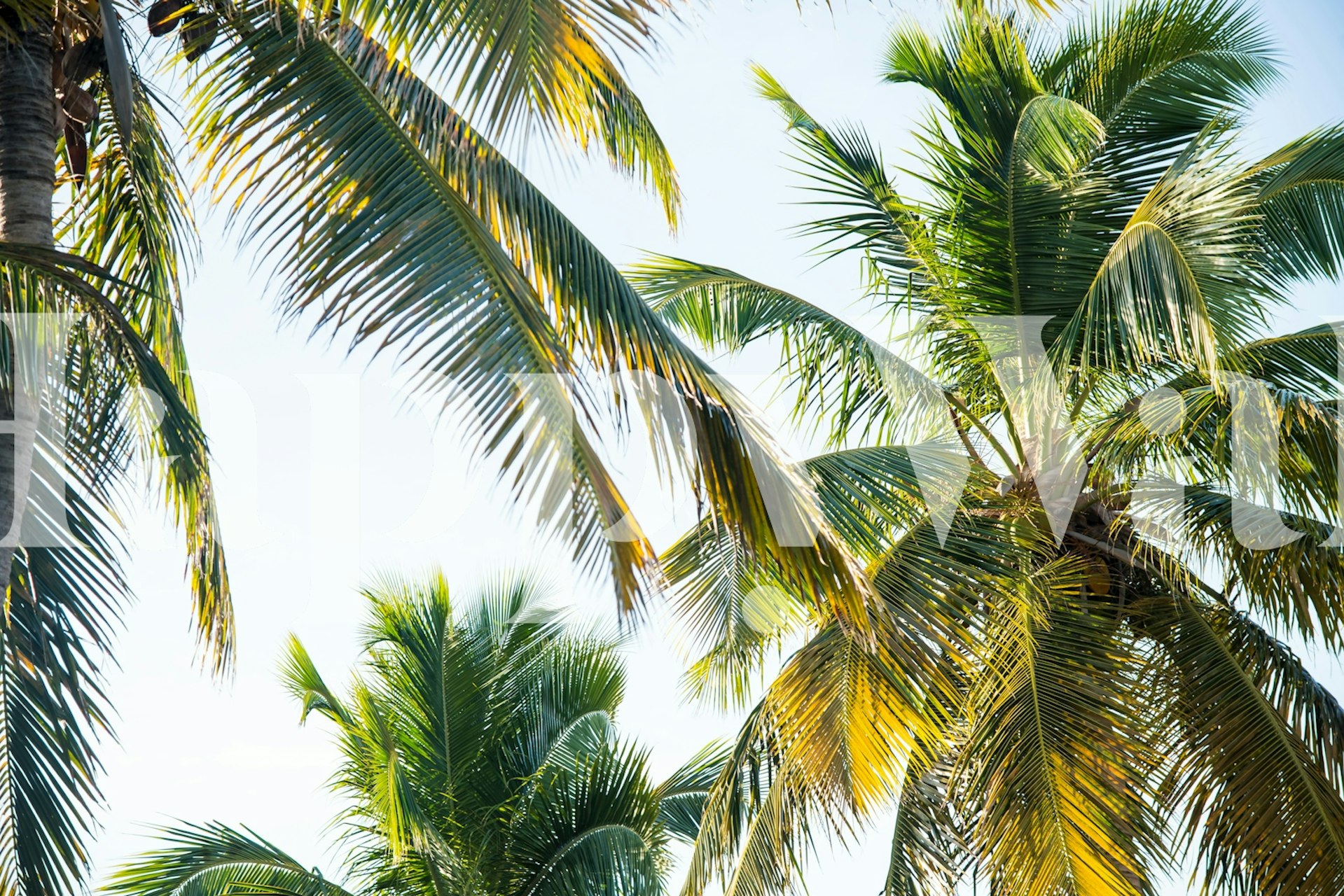 Caribbean palms wallpaper in a room setting