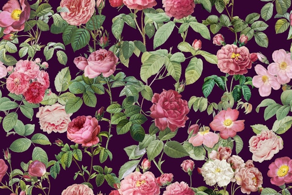 Pierre-Joseph Redoute French Roses