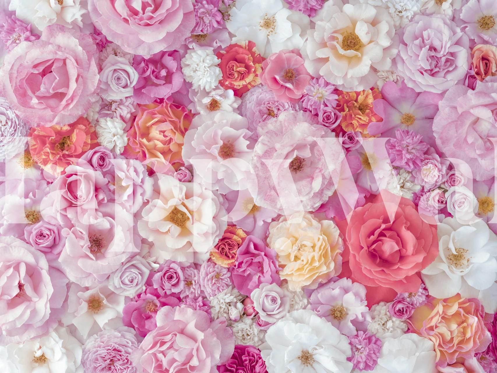 Floral wallpaper featuring pink and white roses in various sizes