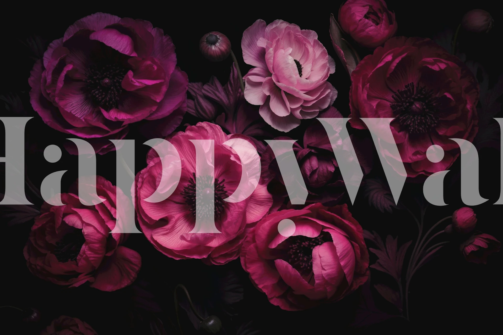 Pink peony and ranunculus flowers on dark background wallpaper