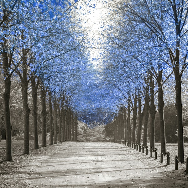 Avenue of Blue Trees