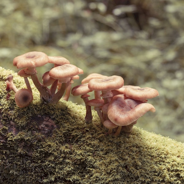 Forest Fungi