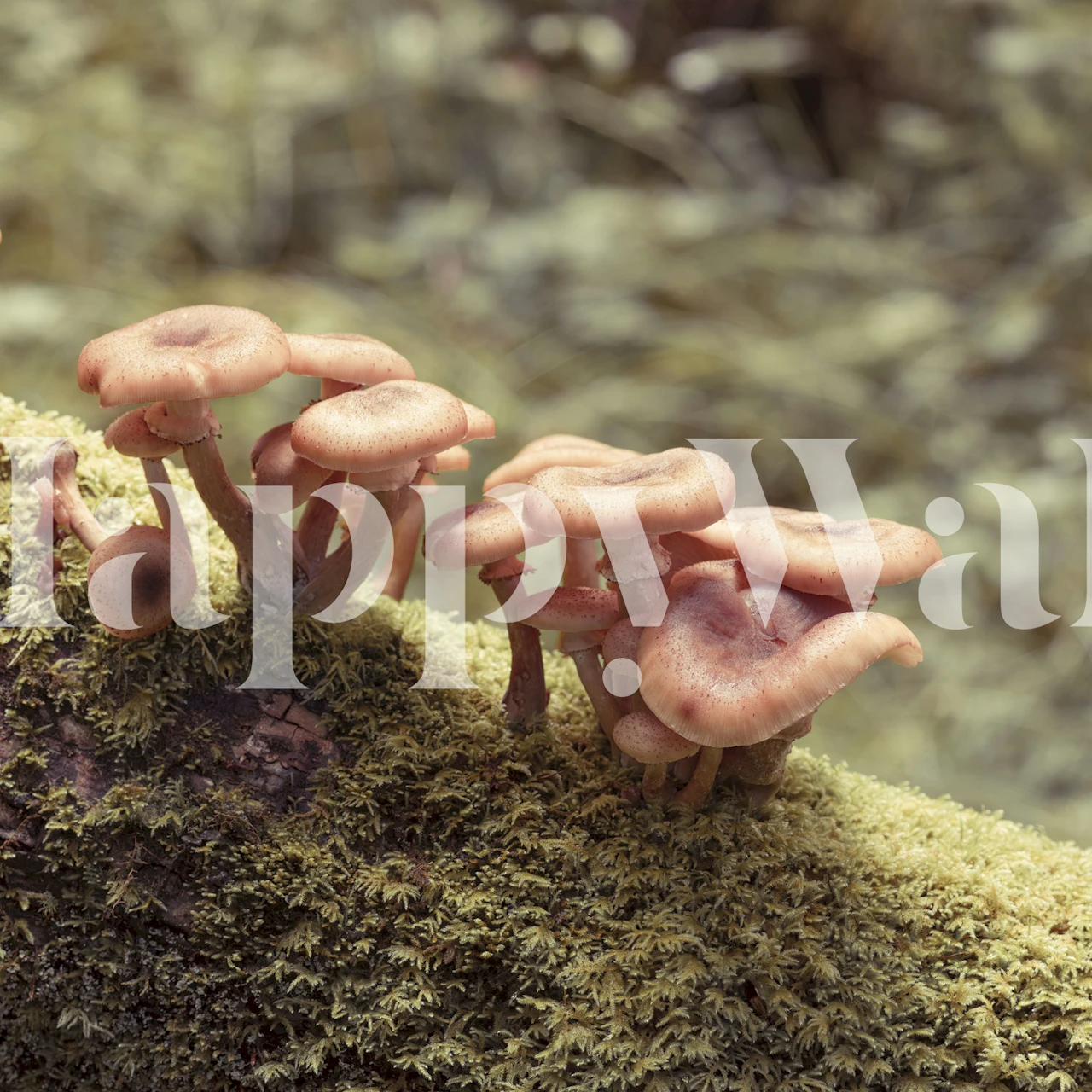 Mushrooms growing on moss-covered log in soft hues wallpaper