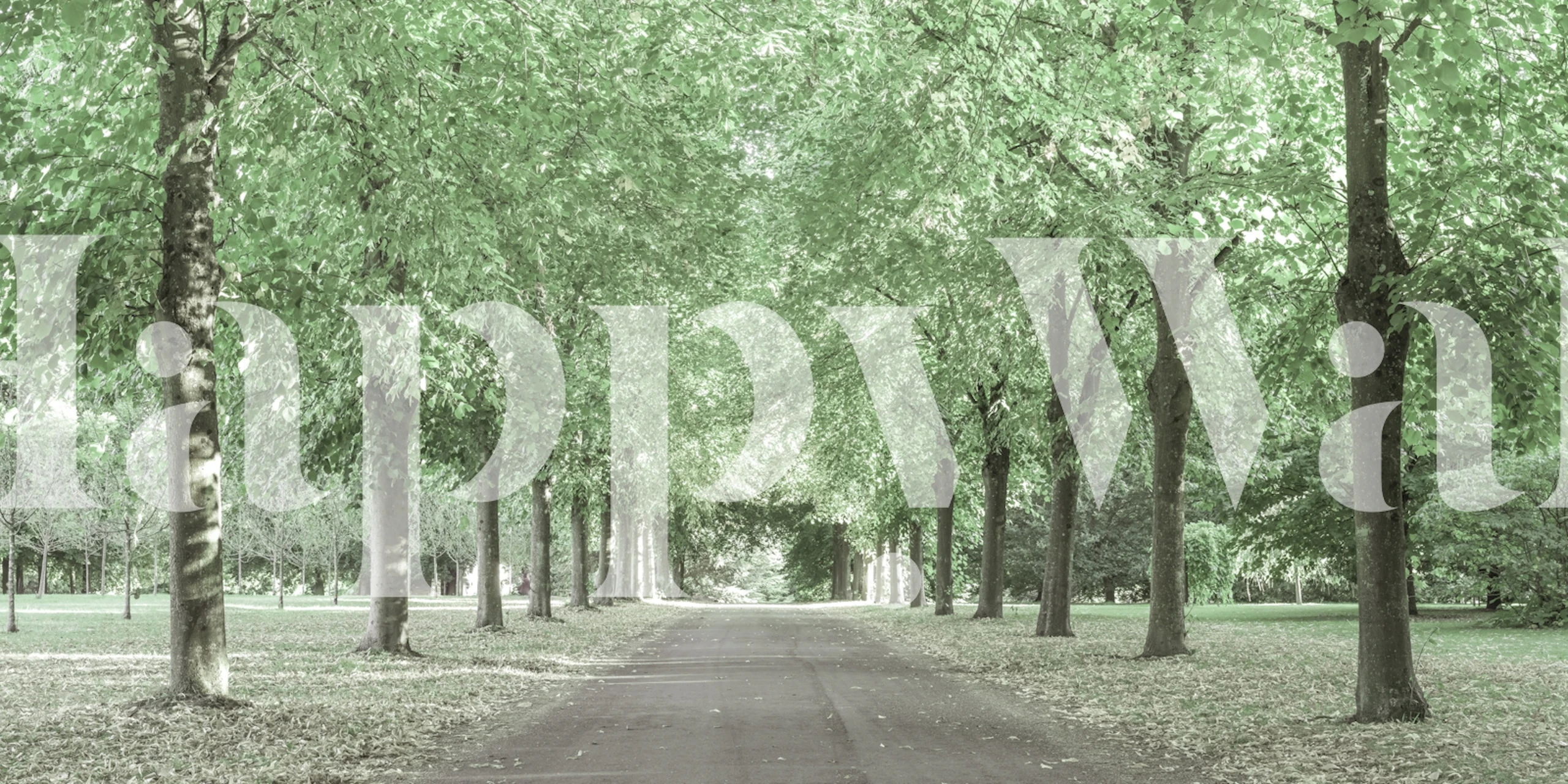 Lush green trees lining a quiet path, nature wallpaper