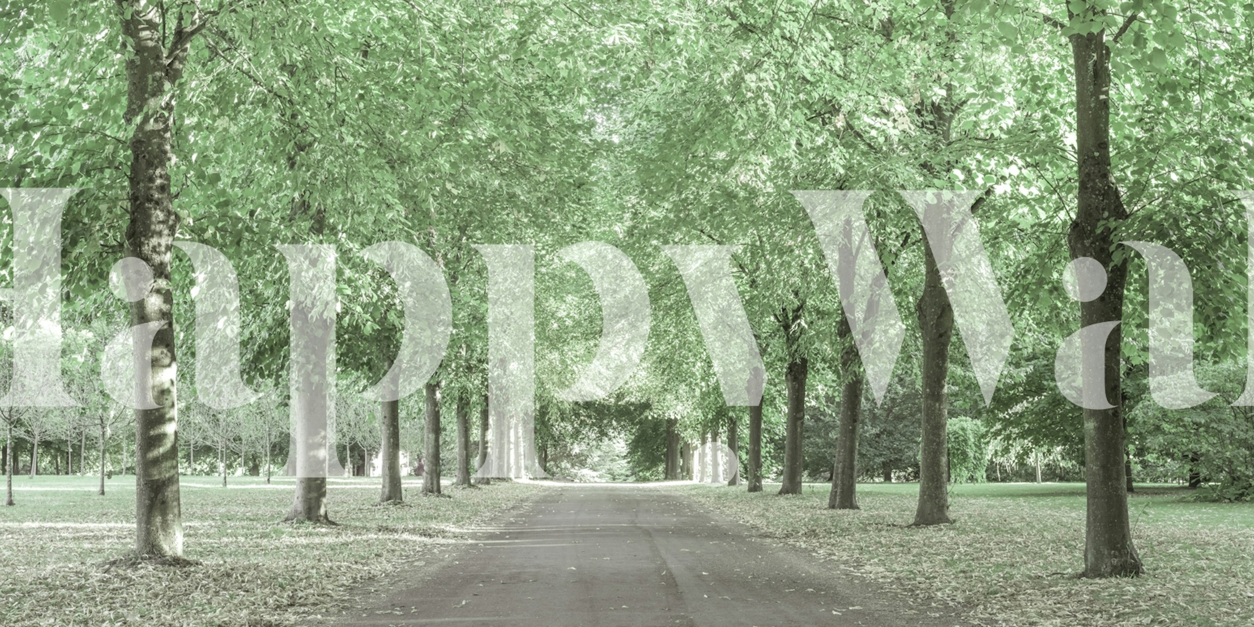 Tapeta Serene Forest Walk w pokoju