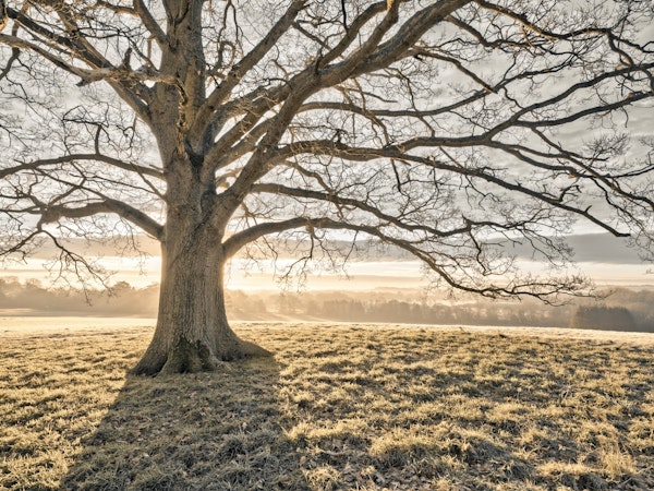 Lonely Tree in a Sunlit Meadow