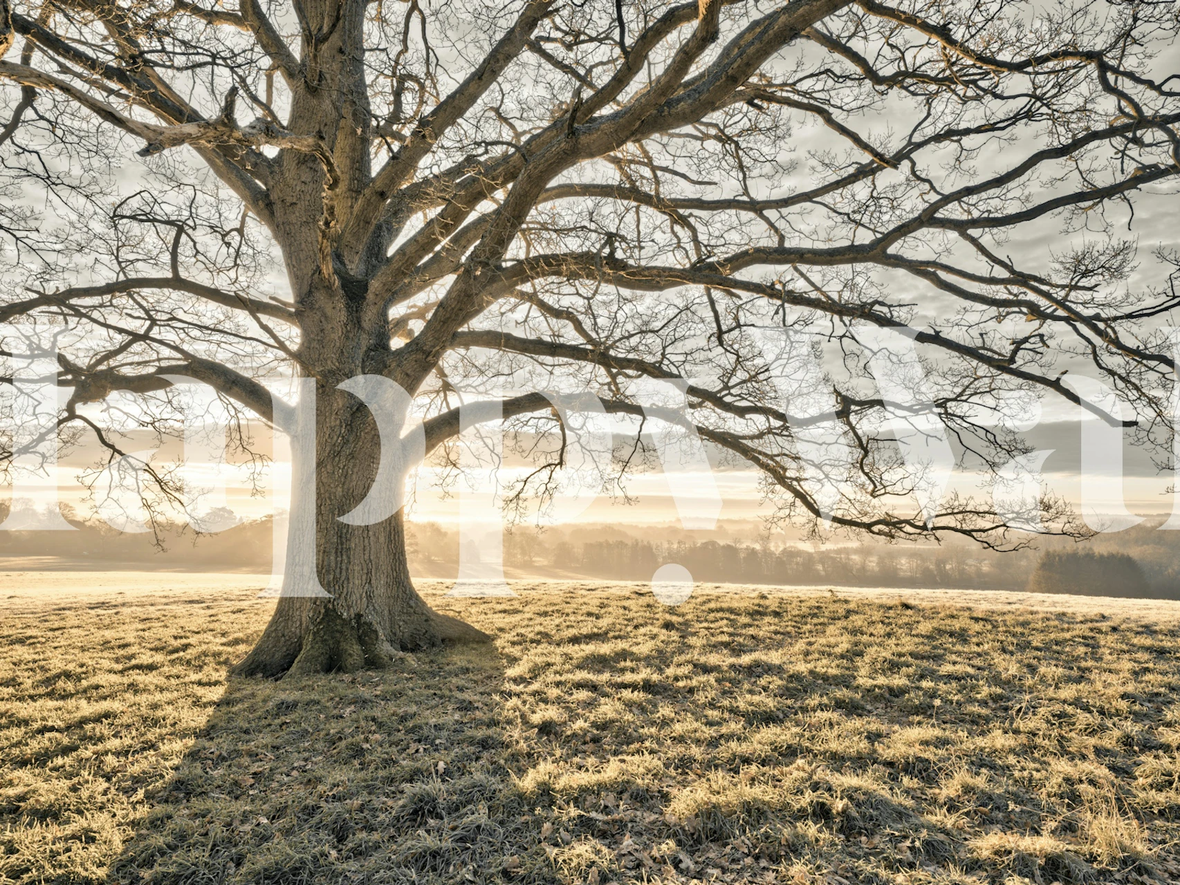 Achtergrond Lonely Tree in a Sunlit Meadow